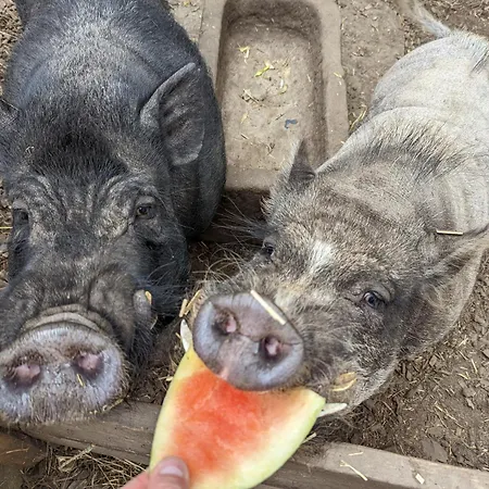 Gaestehaus Stein Im Thueringer Wald * Rottenbach (Konigsee)