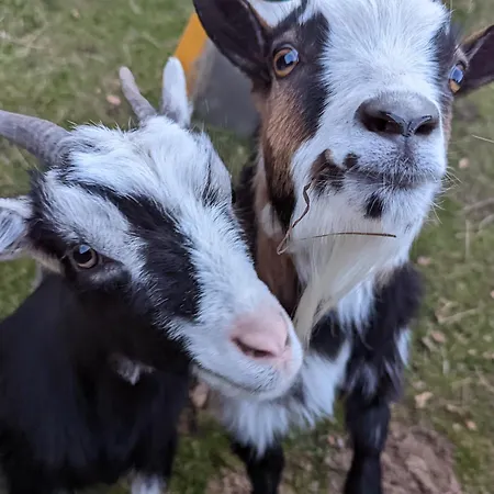 Gaestehaus Stein Im Thueringer Wald Daire