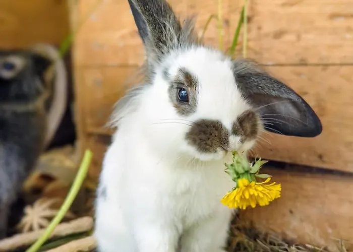 Gaestehaus Stein Im Thueringer Wald Rottenbach (Konigsee)