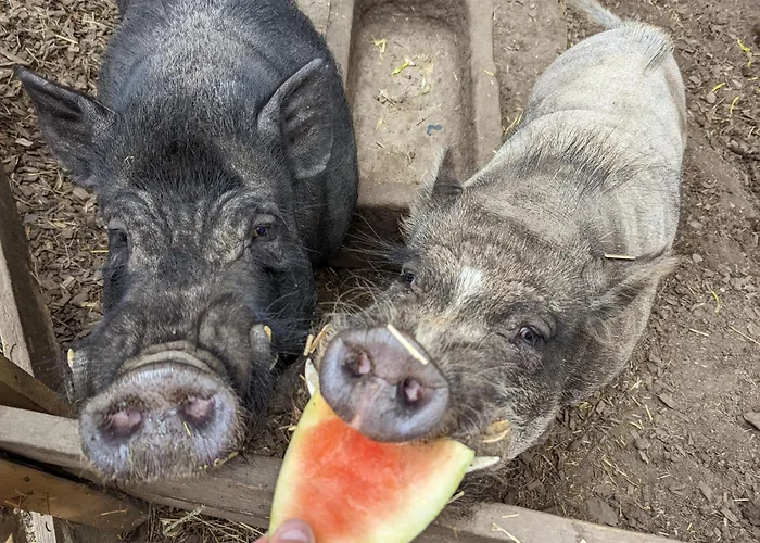 Gaestehaus Stein Im Thueringer Wald * Rottenbach (Konigsee)