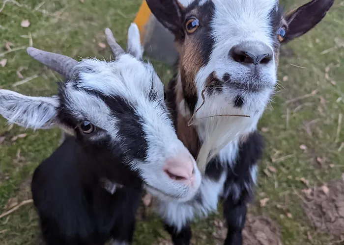 Gaestehaus Stein Im Thueringer Wald Daire