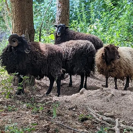Gaestehaus Stein Im Thueringer Wald *
